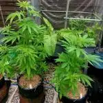 Dutch Passion & Super Sativa Seeds USA