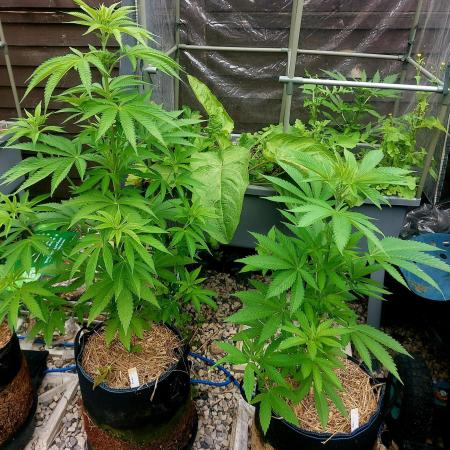 Dutch Passion & Super Sativa Seeds USA