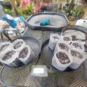 TESTER A001 Round 2
