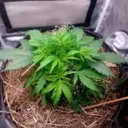 NYC Sour D Autoflower