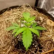 NYC Sour D Autoflower