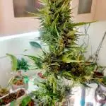 Sweet Seeds Purple Punch OG. Autoflower