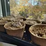 First Breeding Run: Black Widow & Haze