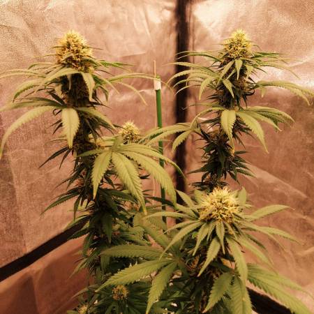 Og Kush CBD