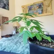 Ice Cream Cake...first time grow! 