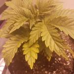 Girl Scout Crack - Take 2!