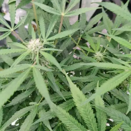 AAk47 6-7