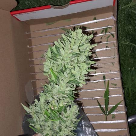 Banana purple punch 