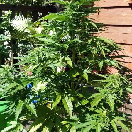 Auto blueberry