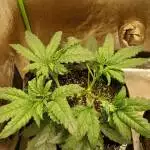 Northern lights/Critical Killer
