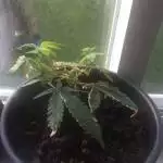 Purple haze first try