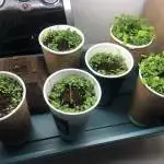 Lockdown 2020 - Floraflex and Custom LED