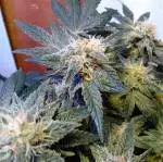 Cannabis_Art