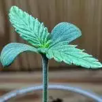 Unknown Kushhhhh