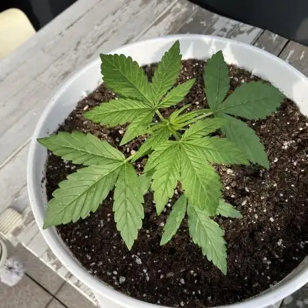AUTO BIG DEMON/ DIVINE SEEDS