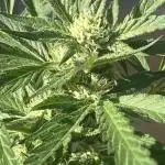 AFBERRY balcony grow