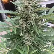 AFBERRY Purple City Genetics