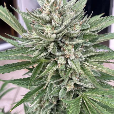 BERRY BONDS balcony grow