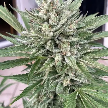 BERRY BONDS balcony grow