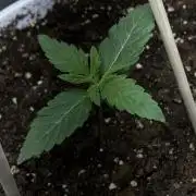 FORBIDDEN BLUEPRINT / PCG