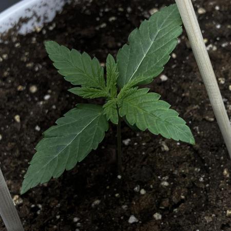 FORBIDDEN BLUEPRINT / PCG