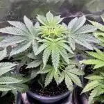 FRESH PRESSED RUNTZ Purple City Genetics