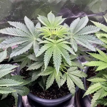 FRESH PRESSED RUNTZ Purple City Genetics