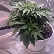 FORBIDDEN BLUEPRINT / PCG