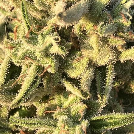 PERSIAN MULBERRY Purple City Genetics