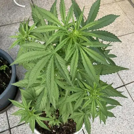 AUTO BIG DEMON/ DIVINE SEEDS