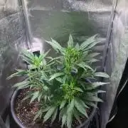 BLACK CHERRY PUNCH cut / Pyramid seeds