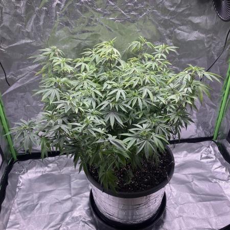 FORBIDDEN BLUEPRINT / PCG