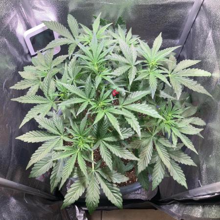 AFBERRY indoor / PCG