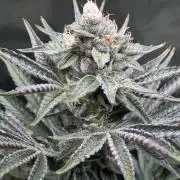 FRESH PRESSED RUNTZ Purple City Genetics