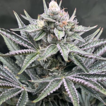 FRESH PRESSED RUNTZ Purple City Genetics