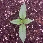 HINDU KUSH Divine Seeds