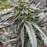 Chapel of love/ clone