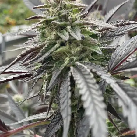 Chapel of love/ clone