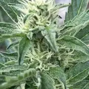 PERSIAN MULBERRY Purple City Genetics