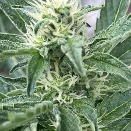 PERSIAN MULBERRY Purple City Genetics