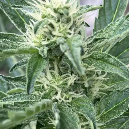 PERSIAN MULBERRY Purple City Genetics