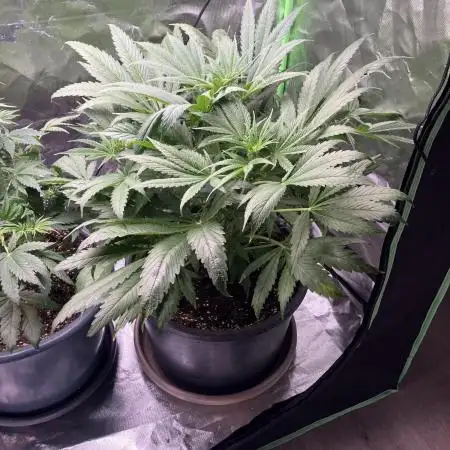 HINDU KUSH Divine Seeds