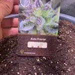Auto Fractal/ Divine seeds