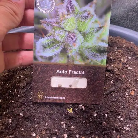 Auto Fractal/ Divine seeds