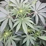 FRESH PRESSED RUNTZ Purple City Genetics