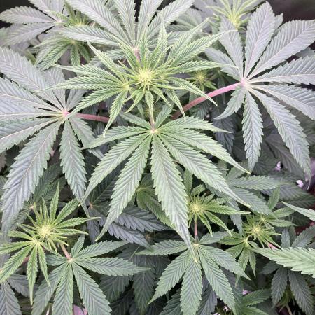 FRESH PRESSED RUNTZ Purple City Genetics