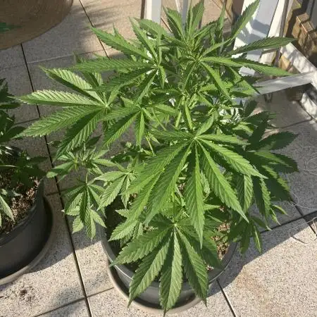 BERRY BONDS balcony grow
