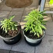AUTO FRACTAL Divine seeds