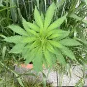BLUE CHEESE Divine Seeds