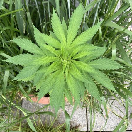 BLUE CHEESE Divine Seeds